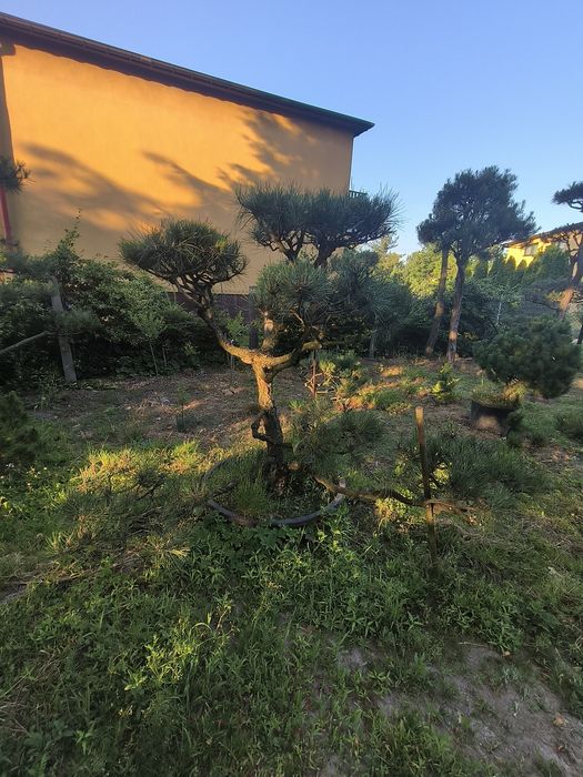 Sosna formowana Bonsai