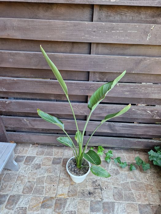 Стреліція Регіна Королівська Strelitzia reginae