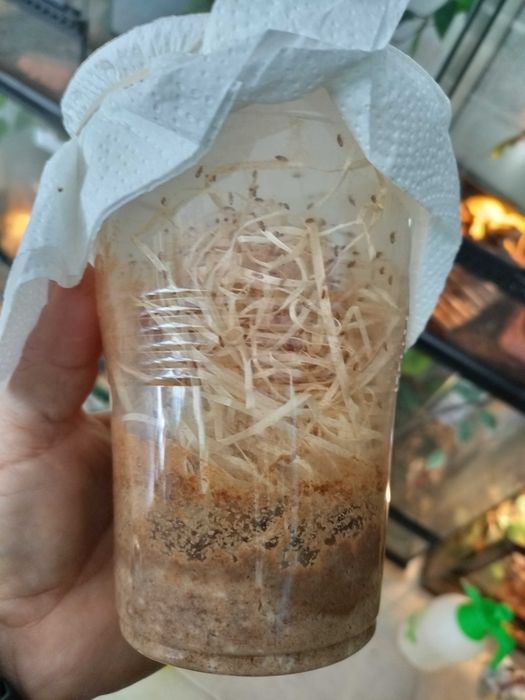 Alimento vivo. Camaleoes entre outros, drosophyla