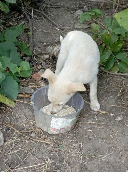 Помогите обрести дом