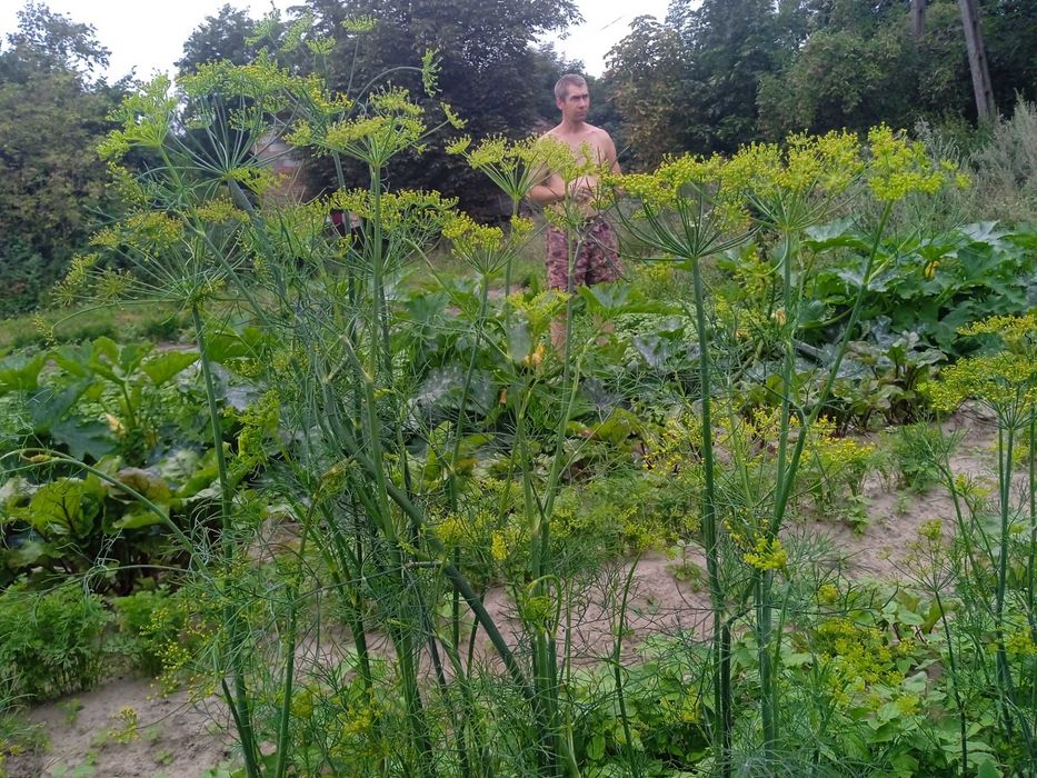 Cukinia ekologiczna, młody koperek oraz koper do kiszenia