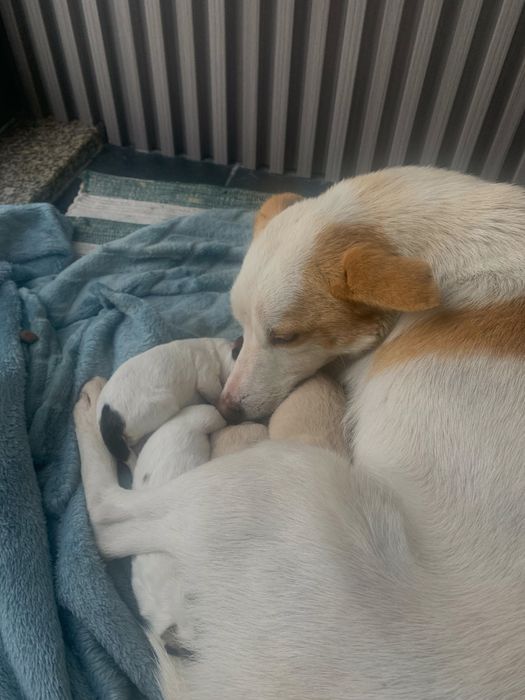 dao se caes de porte medio