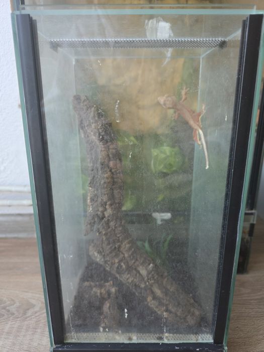 Gekon orzęsiony Lilly White Red Phantom + terrarium 20x20x40 cm