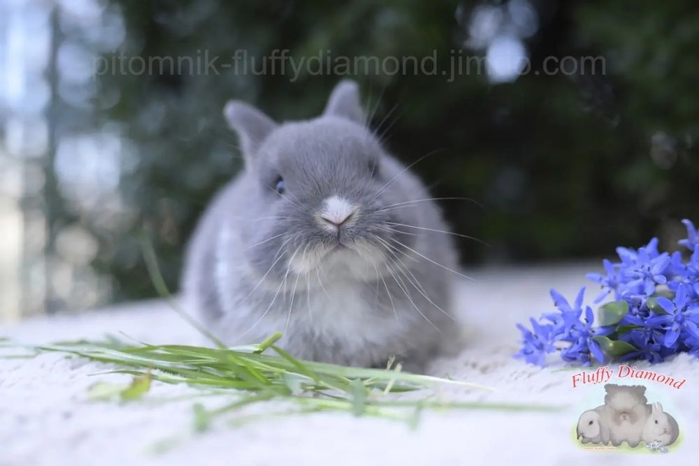 Дівчинка Netherland Dwarf Rabbit (Нідерландський Карликовий Кролик)