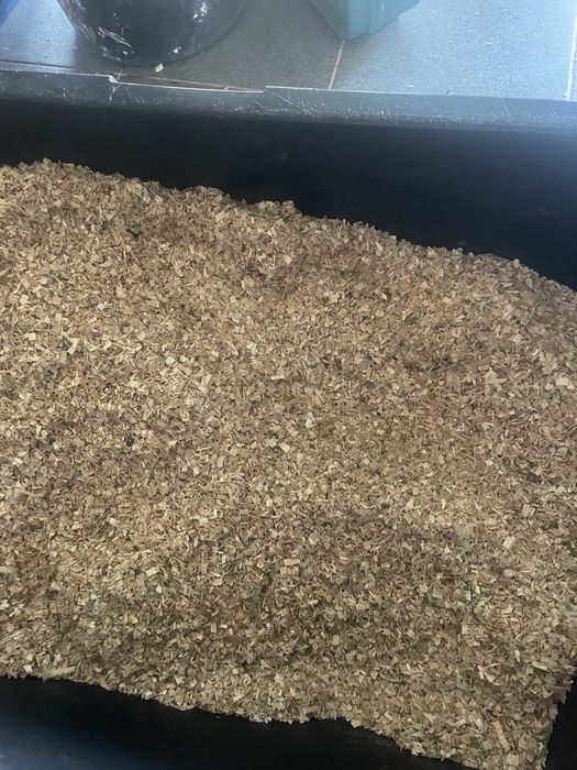 Zrebki drzew lisciastych