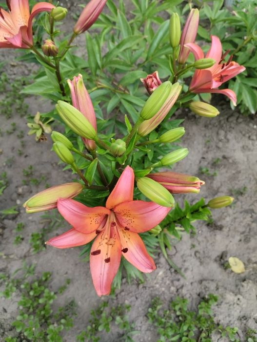 Лілія сорту Royal Sunset