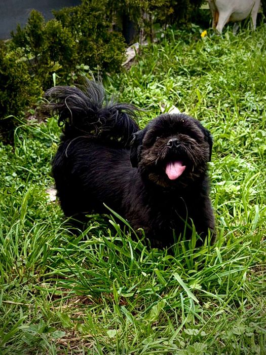 Piękne szczenięta shih tzu zapowiedź miotu