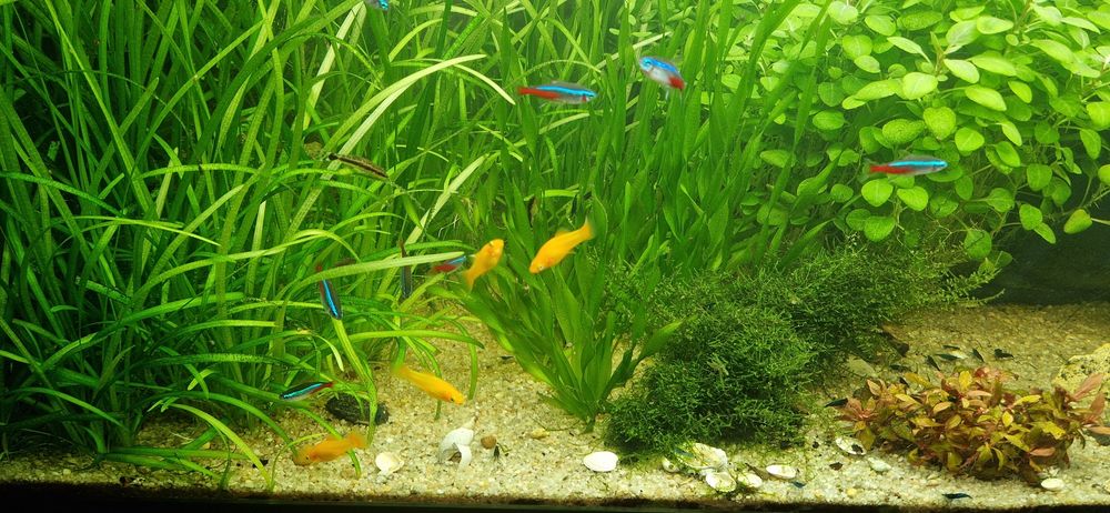 Molinezja złota / żółta