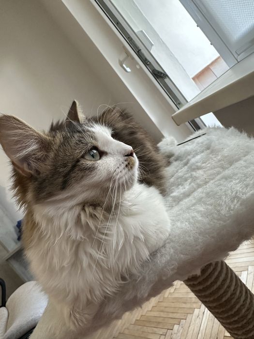 Кішечка Ніколь шукає люблячих господарів