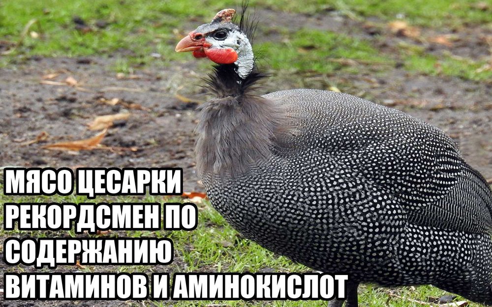 Продам мясо цесарки . САМОЕ ПОЛЕЗНОЕ МЯСО ! Мясо цесарок