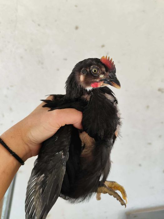 frangos pequenos