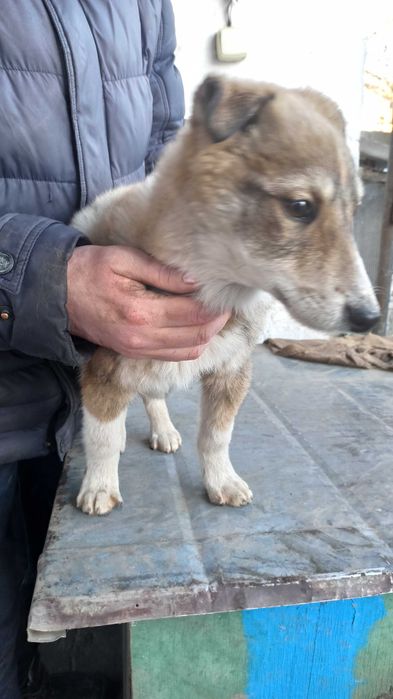 Цуценята західно-сибірська лайка