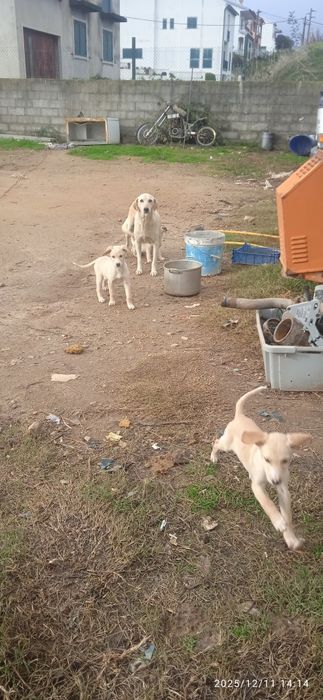 Cachorrinhos para adoção com cerca de 3 meses