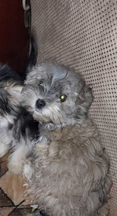 Йорки хлопчики,привиті