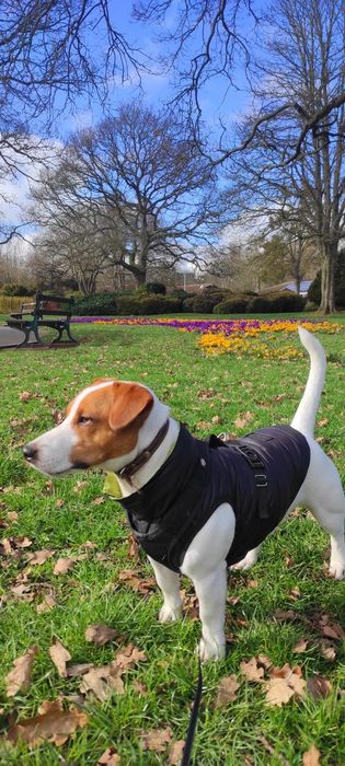 Джек Рассел, в'язка