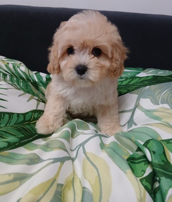 Cavapoo  dziewczynka