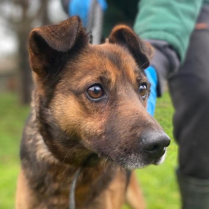 Pokochaj Rabita- cudownego psa