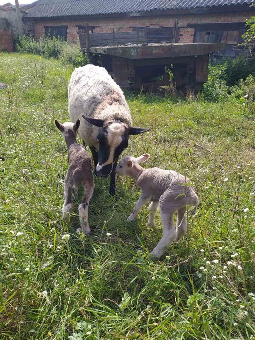 Продаються вівці
