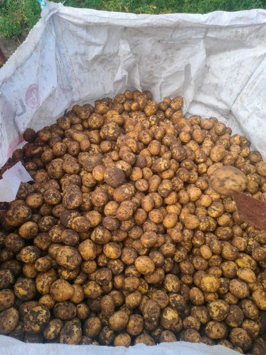 Ziemniaki jadalne GALA