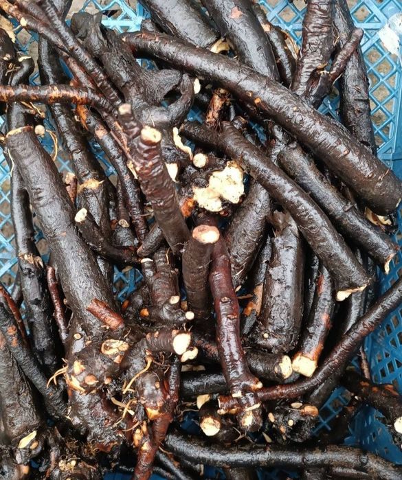 Корінь живокосту