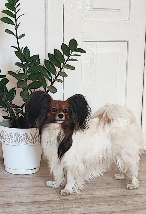 Папійон папільон цуценята.