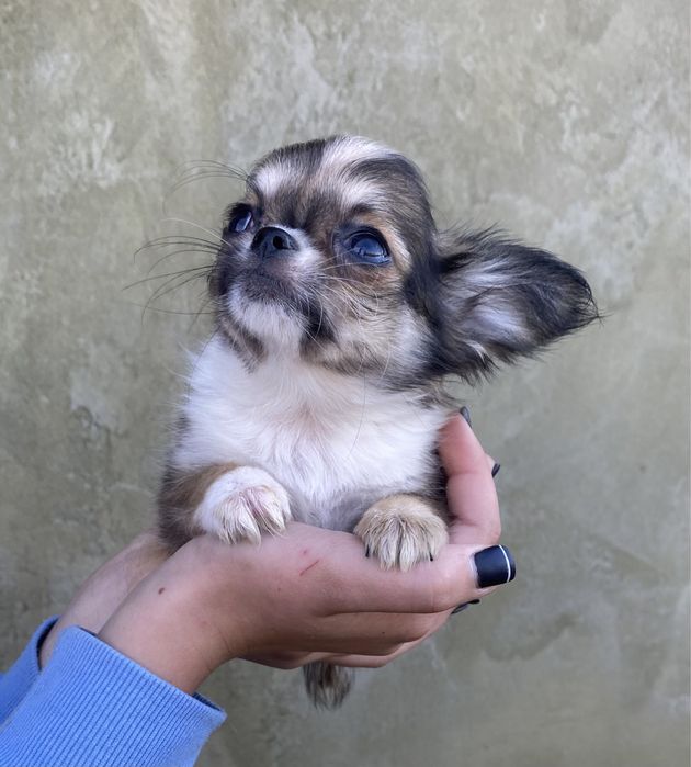 Маленьке сонечко)