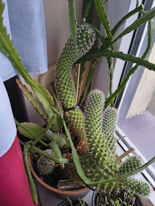 Mix sporych kaktusów