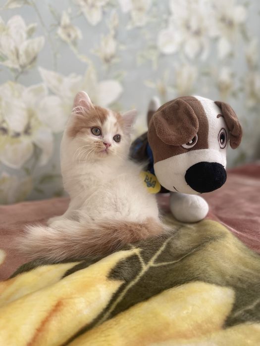 Скоттиш страйт облочко