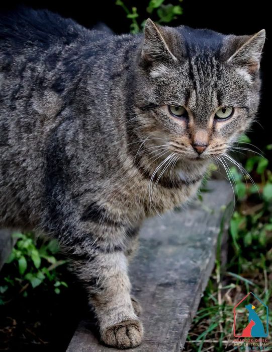 Dorcia 401/23 - SZUKA DOMU!