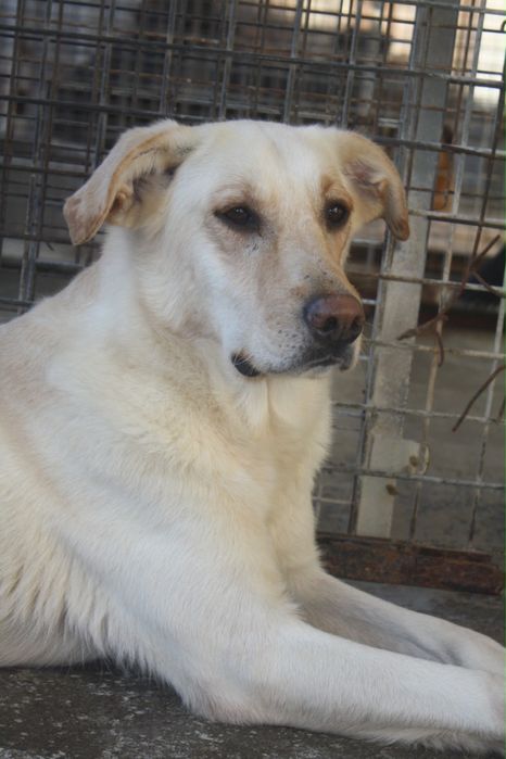 Valentino cão para adoção