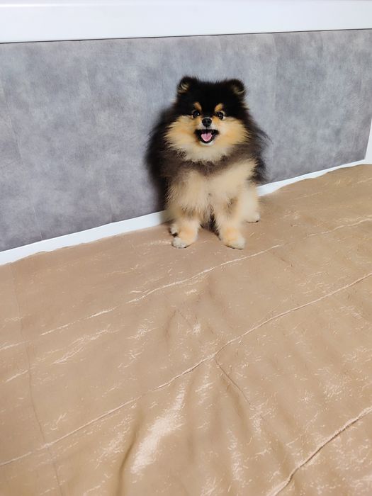 В'язка шпіц vip якість