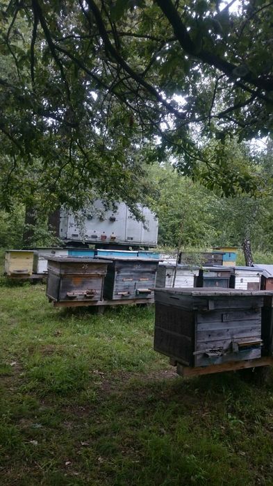 Пасіка в лісі, Бджолопавільйони, вулики, бджоли, вагончик