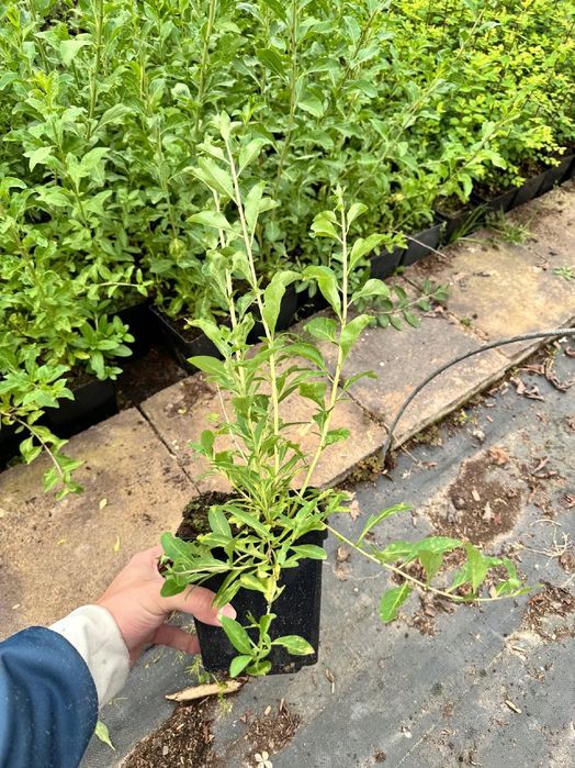 Jagoda Goji 'Korean Big' (Lycium barbarum) Doniczka 2.0L