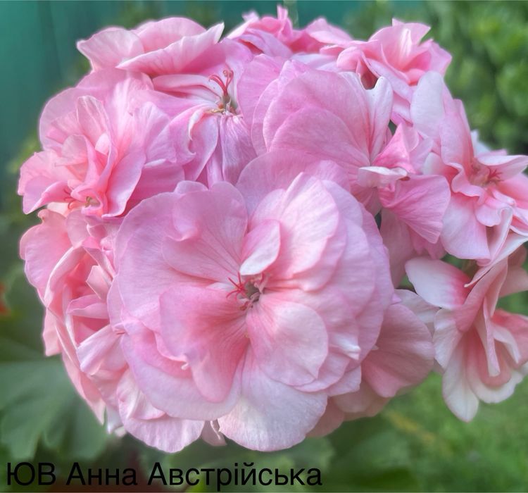 Пеларгонія сортова