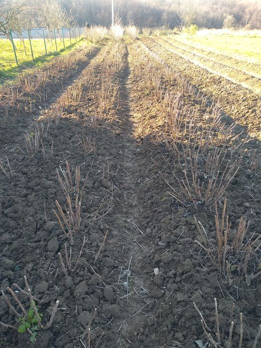 Продаю сажинці малини