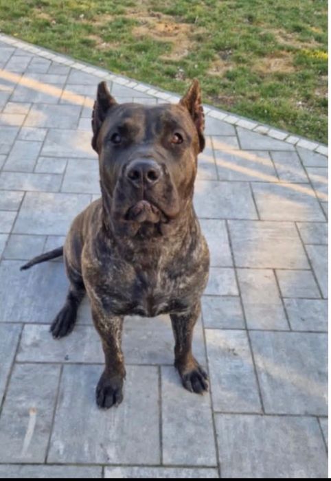 Presa Caniario roczna Sunia / Dog Kanaryjski