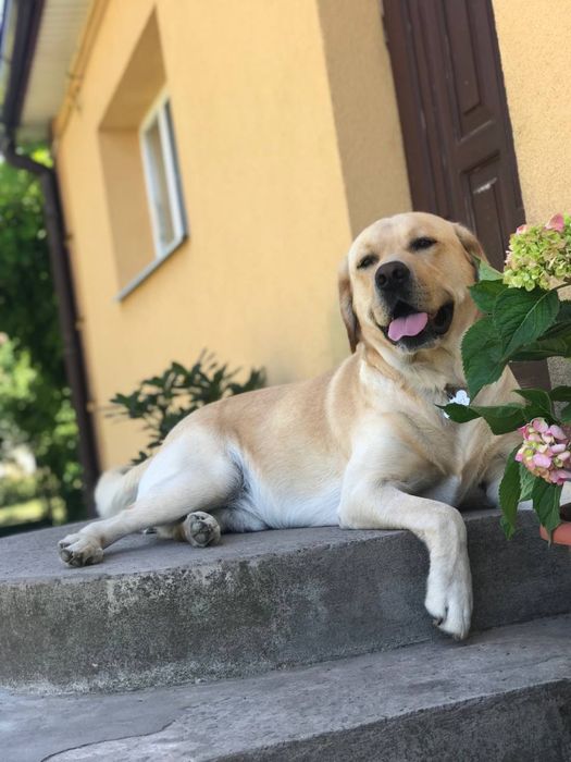 Чистокровный лабрадор Лаки на вязку