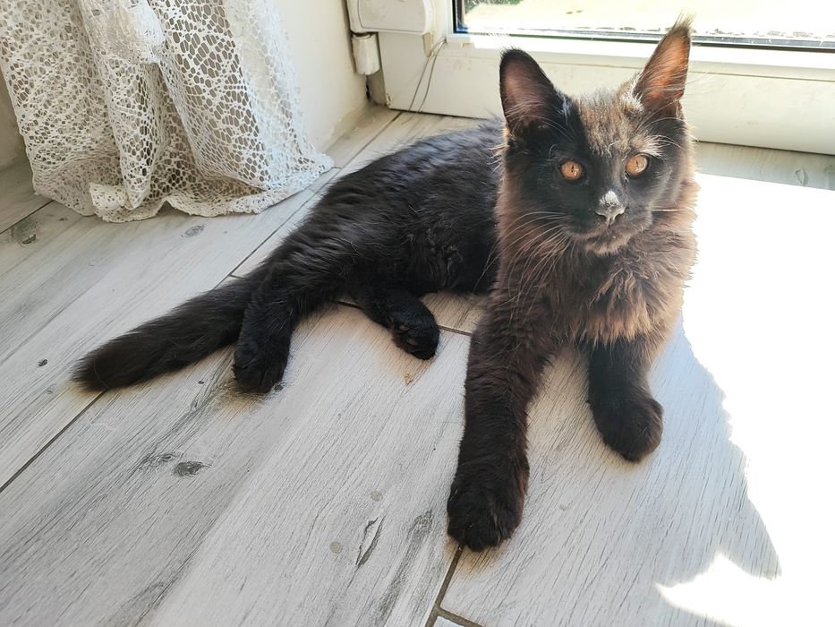 Czarny kocurek Maine Coon