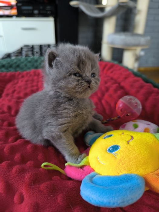 Kot brytyjski długowłosy Rodowód FPL. Wielu utytułowanych przodków.