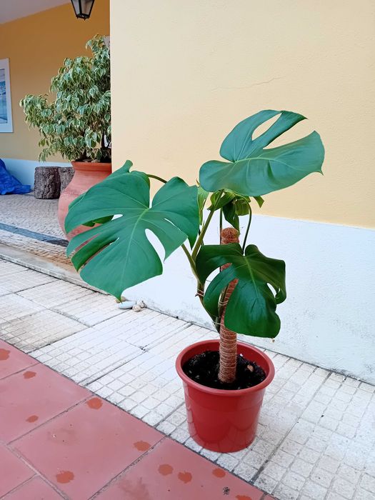 Monstera deliciosa