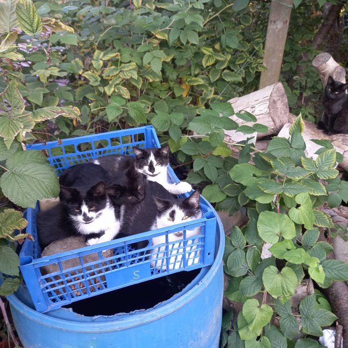Віддам кошенят в добрі руки