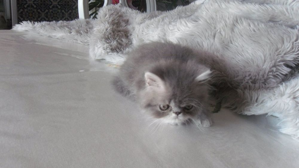 Gato persa macho