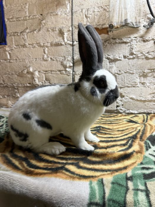 Olbrzym Srokacz Niebieski