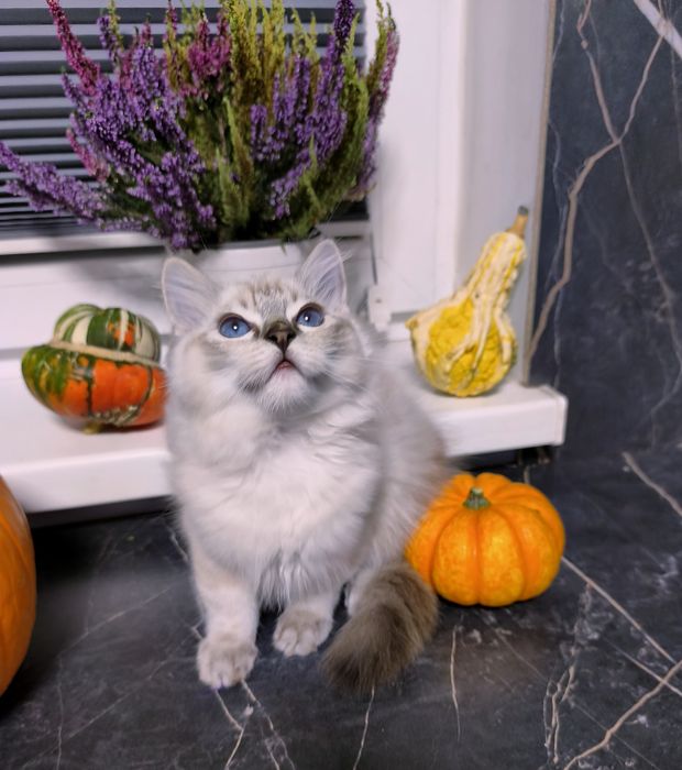 Kocurek Ragdoll seal point lynx