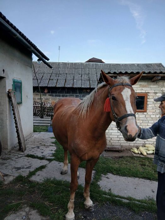 Продається кобила 7 років, деталі за номером телефону