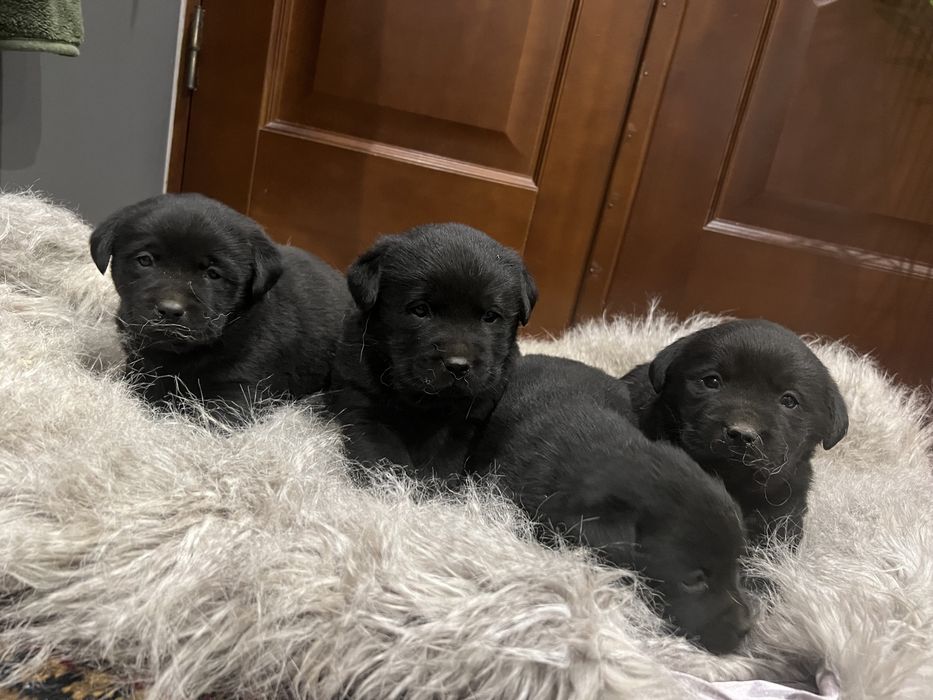 Чорний лабрадор ретрівер