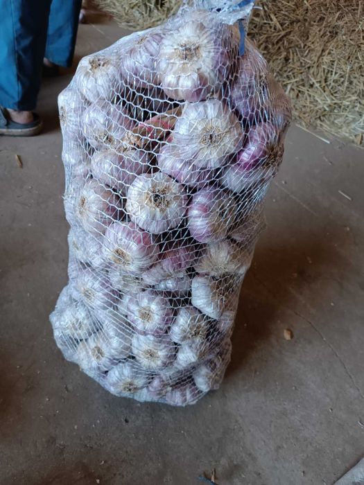 Sprzedam piękny czosnek harnaś gruby