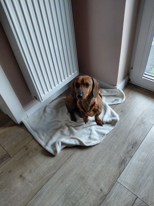 Oddam psa w dobre ręce  jamnika 3 lata