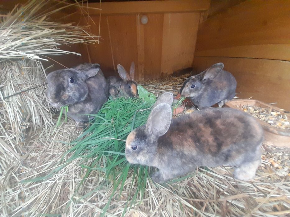 Króliki Rex trojbarwne