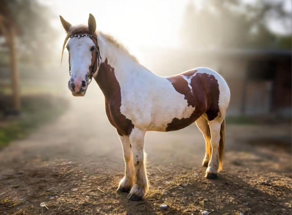 Klacz rasy irish cob 6 lat, zajeżdżona, wysoka 155cm